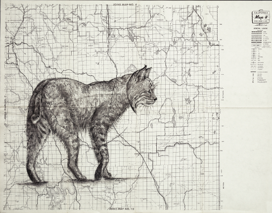 Modoc Bobcat