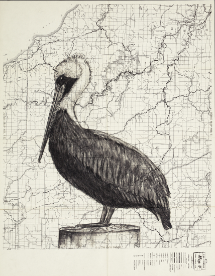 Bear Harbor Brown Pelican