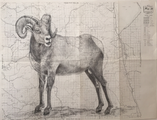 Sequoia Bighorn Sheep