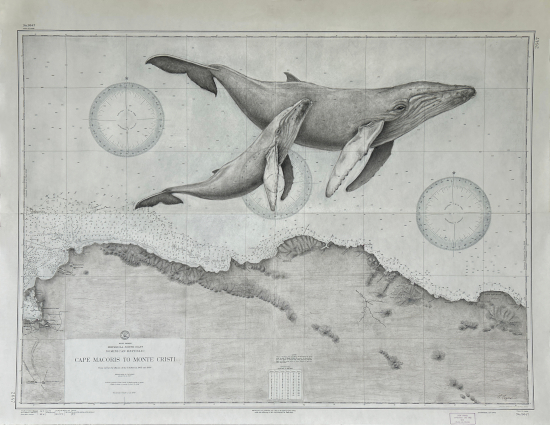 Hispaniola Humpback Whales
