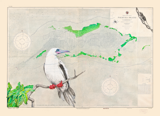 Palmyra Red&ndash;footed Booby