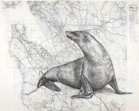 Bay Area Sea Lion