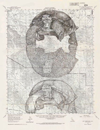 Triple Topographical Tortoises